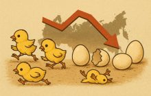 Цыплят по осени недосчитались